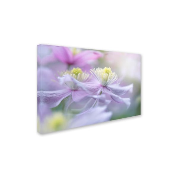 Jacky Parker 'Clematis Mayleen' Canvas Art,22x32